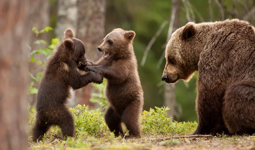 Mesaj RO-Alert în Băile Tuşnad, unde a fost semnalată prezenţa unei ursoaice cu trei pui