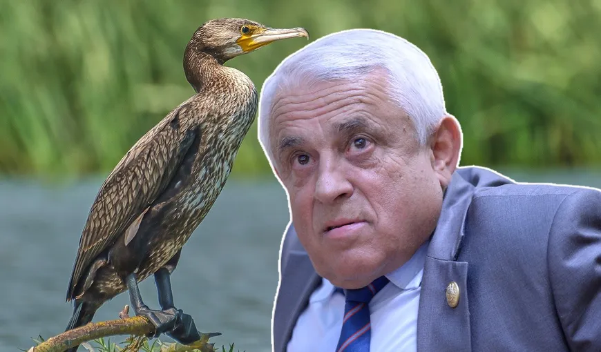 Petre Daea continuă războiul cu cormoranii. „Mănâncă mai mult peşte decât românii. România nu mai trebuie privită ca o grădină zoologică””.