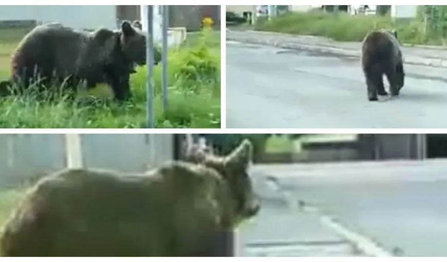 Panică în Bușteni! Urs filmat lângă secţia de poliţie din Bușteni. Localnicii au primit avertizare RO-Alert abia după 15 minute