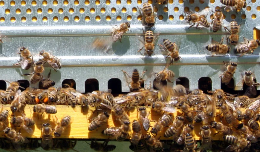 Seceta afectează grav producţia de miere din România. Apicultorii din vestul ţării îşi duc stupii lângă graniţa cu Ungaria pentru că acolo se irigă terenurile
