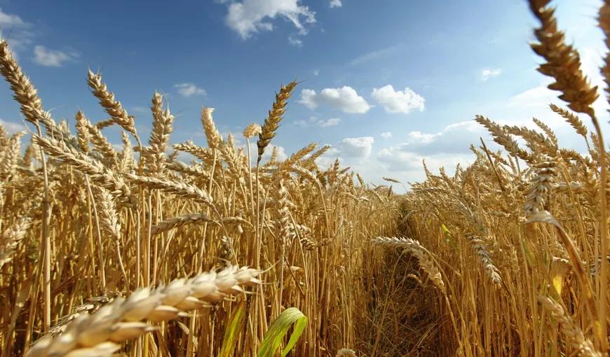 Europa se pregăteşte de foamete. O ţară din UE a anunţat că va cumpăra tot grâul produs de agricultorii săi pentru rezervele de stat