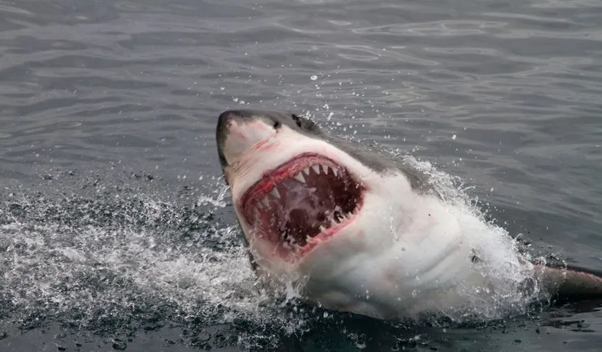 Cel mai sângeros atac al rechinilor, din istorie: Se crede că au ucis până la 150 de marinari americani, în patru zile