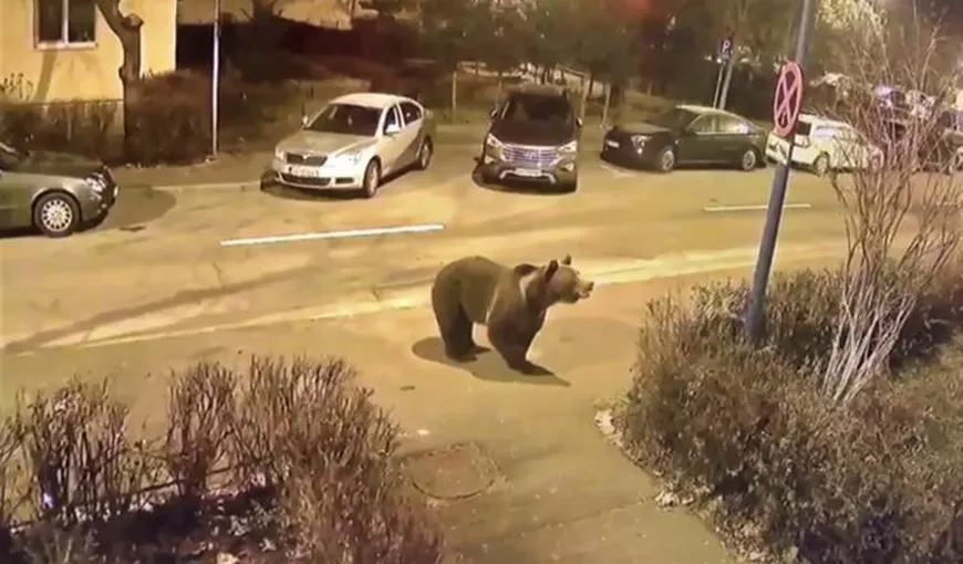 FOTO: Pericol în toiul nopții, în Cluj! Un urs imens a ieșit din pădure, la plimbare: „Nu vă fotografiați cu el!”