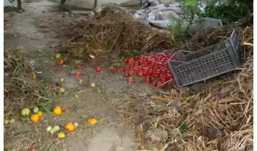 Roşii aruncate la groapa de gunoi. Agricultorii sunt disperaţi: „A scăzut preţul la angro, nu luam pe roșii cât dădeam pe motorină”