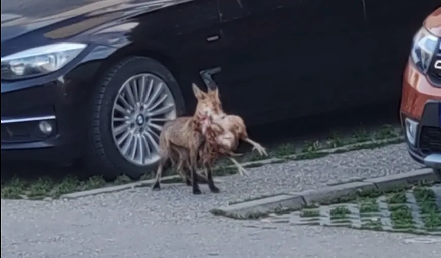 Invazia animalelor sălbatice în orașele din România: vulpe surprinsă cu prada în gură, în timp ce se plimba nestingherită pe trotuar (VIDEO)