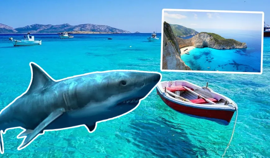 Momente de panică pe o insulă din Grecia. Un rechin uriaş apărut aproape de ţărm, mărturiile cutremurătoare ale turiştilor: „Nu am vrut să fiu următoare lui masă”