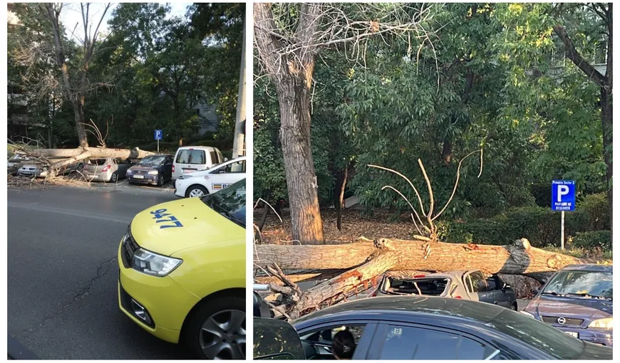 Copac prăbuşit peste maşini într-o parcare din Sectorul 3