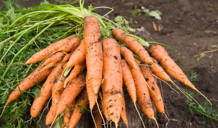România importă masiv morcovi deși suntem pe locul 6 în UE la suprafața cultivată