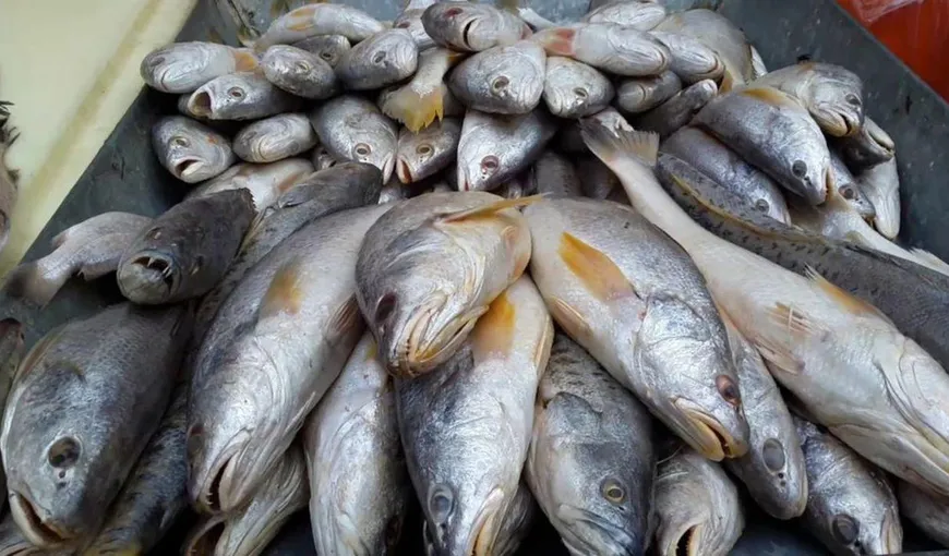 Tone de peşte în care s-au depistat metale grele, retrase de la comercializare. Ce au descoperit inspectorii ANPC