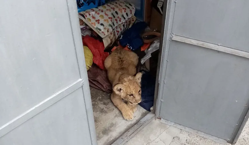 Pui de leu ținut ca animal de companie într-o gospodărie din Suceava. Autoritățile au fost sesizate, ce s-a întâmplat cu animalul sălbatic