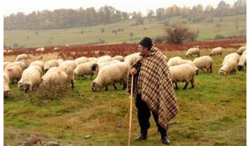 Proprietarii de stâne se plâng că nu găsesc să angajeze ciobani:”Avem condiţii foarte bune de locuit şi oferim un salariu decent”
