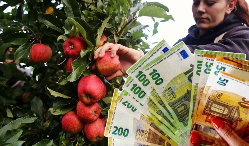 Angajări în Germania. Ce salariu câștigă un român plecat la cules de mere. Se oferă cazare şi masă gratuite