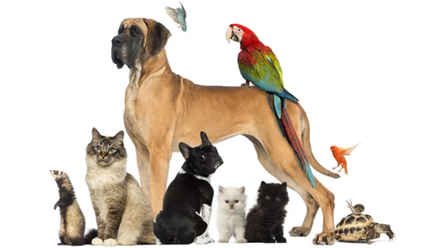 Tot mai mulți români adoptă animale de companie. Aproape jumătate dintre gospodării au un câine sau o pisică