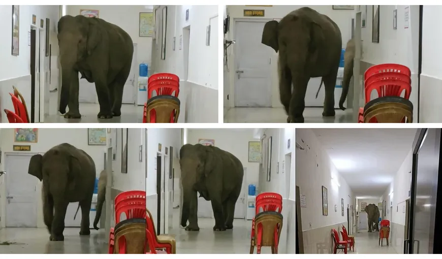 Imaginile virale care au amuzat internetul! Trei elefanți se plimbă nestingheriți prin spital. „Trebuie să fi venit pentru un control regulat de sănătate”