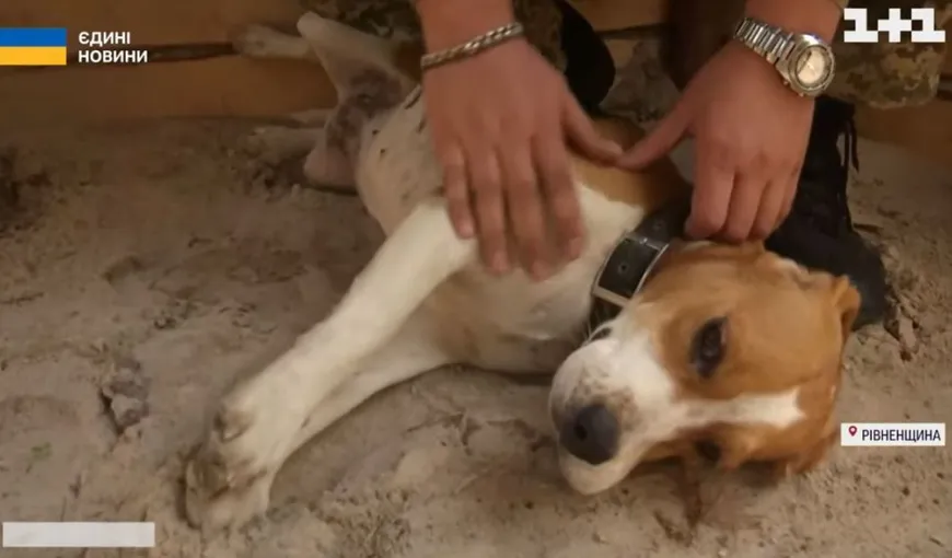 Lori, câinele ucrainean de brigadă care le salvează viaţa soldaţilor, dar le şi fură şosetele VIDEO