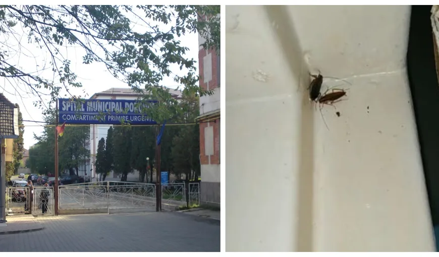 Dezastru într-un spital de copii din Botoșani. Gândacii mișună prin paturile în care stau mame cu copii