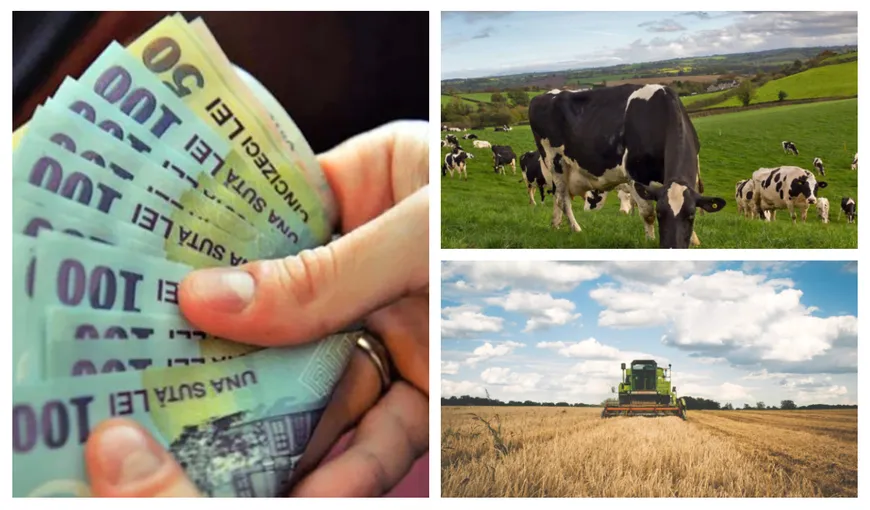 Propunere RADICALĂ din partea unui fermier: „APIA să dea subvenții doar de la 10 hectare în sus”