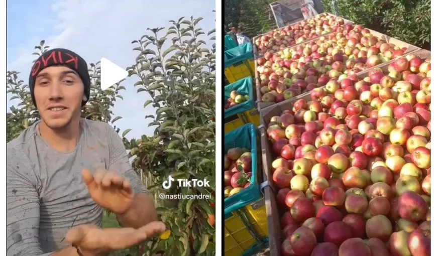 Răzbunarea unui culegător român de mere din Germania! „Zice patronul că n-are bani?! Nu-i problema! Nu mai are nici mere, tată!” VIDEO