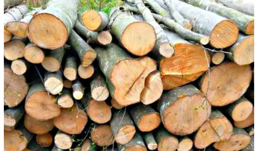 Plafonarea preţurilor la lemnele de foc. Ministrul Mediului: Este nevoie de un asemenea demers