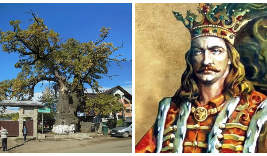 Povestea incredibilă a celui mai bătrân stejar din sud – estul Europei. Legenda spune că la umbra arborelui vechi de peste 800 de ani s-ar fi odihnit domnitorul Ştefan cel Mare