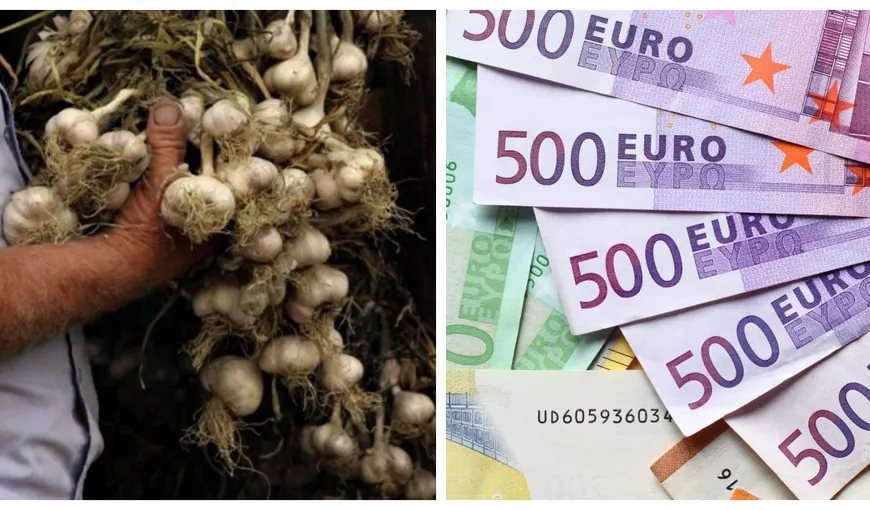 Vești bune pentru producătorii de usturoi! Ministerul Agriculturii vrea să majoreze bugetul pentru Programul Usturoiul