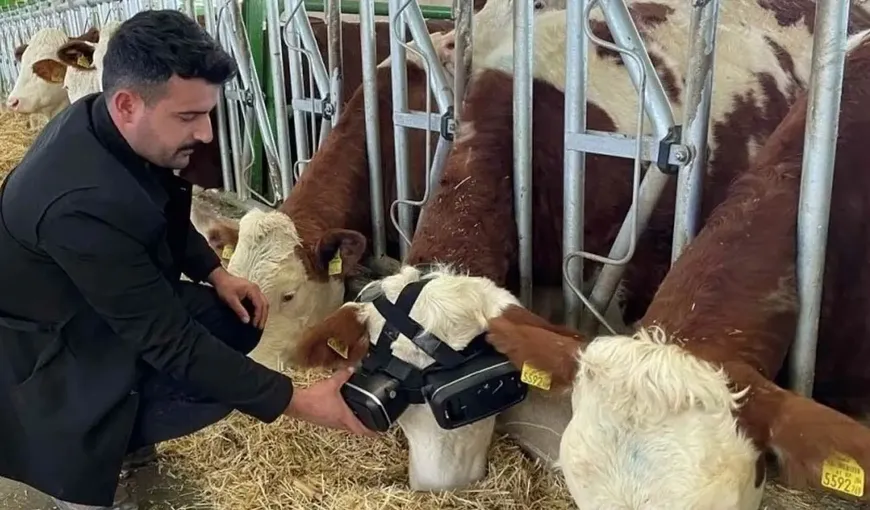 O fermă de vaci foloseşte ochelari cu realitate virtuală pentru ţine animalele fericite şi a obţine astfel o producţie mai bună de lapte