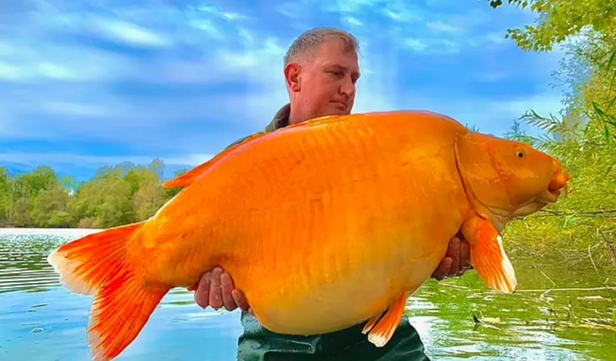 Un britanic a prins unul dintre cei mai mari peştişori de aur din lume. Captura cântăreşte 30 de kilograme VIDEO
