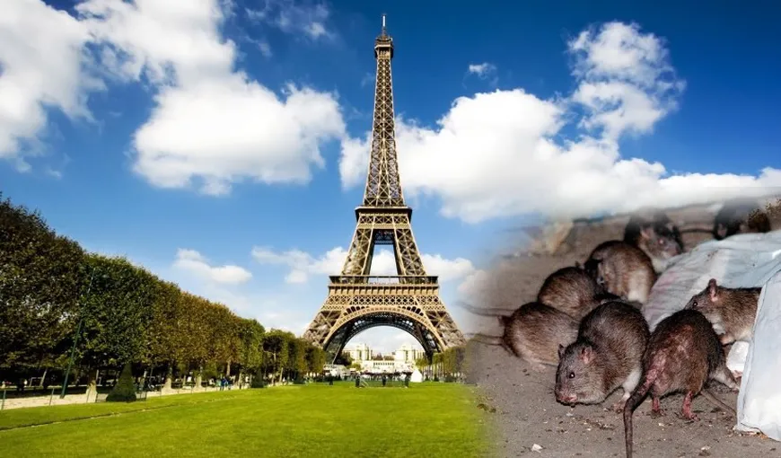 Parisul invadat de șobolani. Populația rozătoarelor e de două ori mai mare decât locuitorii capitalei Franței