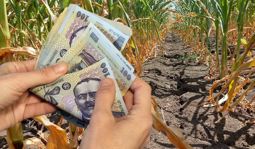 Bani de la stat pentru agricultorii ale căror culturi au fost afectate de secetă. Ce categorii de fermieri vor beneficia de ajutorul financiar