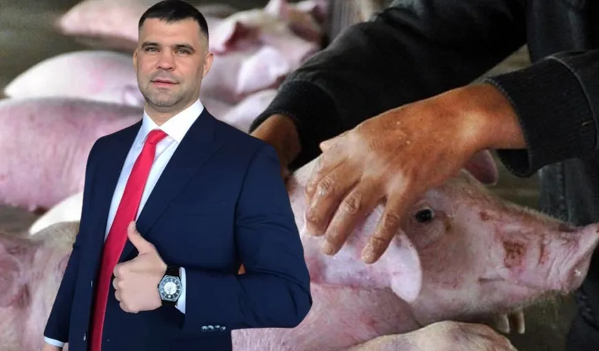 Daniel Ghiță anunță „prăpăd” înainte de Sărbători: „Cum se face că în fiecare an apare pesta porcină, doar în România exact înaintea Sărbătorilor Creștine? Omorâți porcii românilor, să-i aduceți în faliment pe toți fermierii români!”