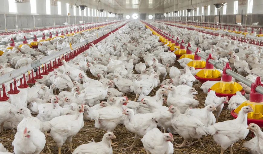 Franța se confruntă cu un focar de gripă aviară. Țara este în stare de alertă