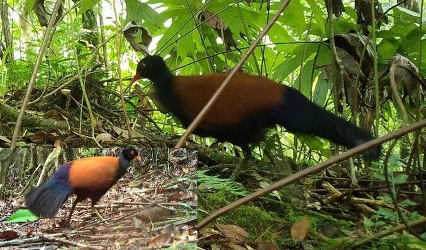 Porumbelul-fazan cu ceafa neagră, pasărea despre care se credea că a dispărut în urmă cu 140 de ani, a fost redescoperită într-o pădure din Papua Noua Guinee