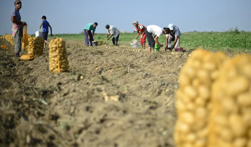 Noi ajutoare de până la 250.000 euro pentru fermierii români