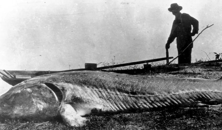 Poveste pescărească sau adevăr? Cel mai mare peşte prins vreodată în România cântărea o tonă