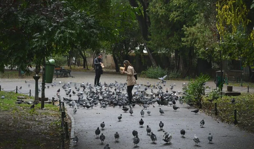 Porumbeii care fac mizerie în Cişmigiu ar putea fi alungaţi cu ajutorul păsărilor de pradă