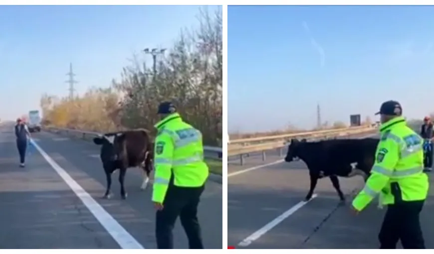O vacă a blocat zeci de minute traficul pe soșeaua București-Pitești. Cum au reacționat șoferii aflați în trafic