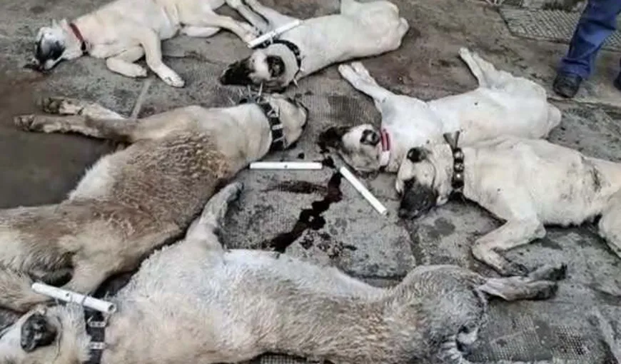 Șase câini din rasa Kangal, antrenați special să păzească turmele de oi, au fost otrăviți la o stână din Arad