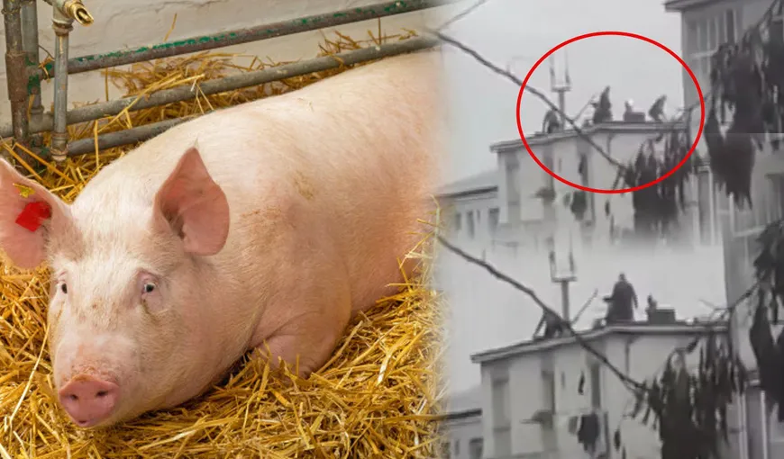 Viralul sezonului. Șase bărbați au făcut „pomana porcului” pe acoperișul unui bloc din Baia Mare