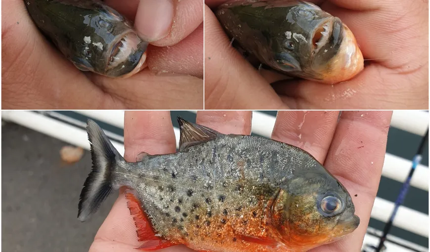 Un pescar a găsit un piranha în Crișul Repede. Garda de Mediu Bihor a declanșat o anchetă! Nimeni nu ştie cum au ajuns peştii acolo!