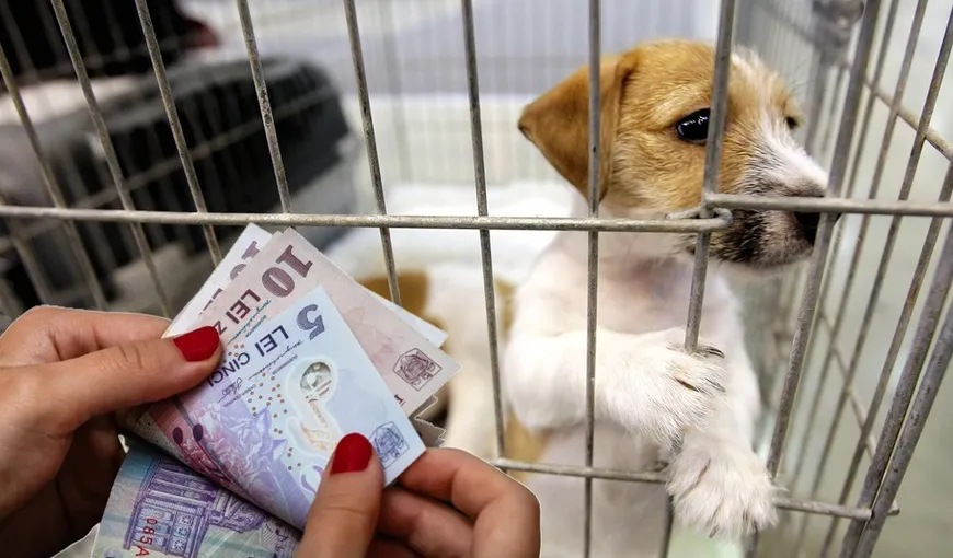 Ce obligaţii au proprietarii de câini şi pisici. Sancţiunile ajung la amenzi de 10.000 de lei sau la închisoare de la doi la cinci ani!