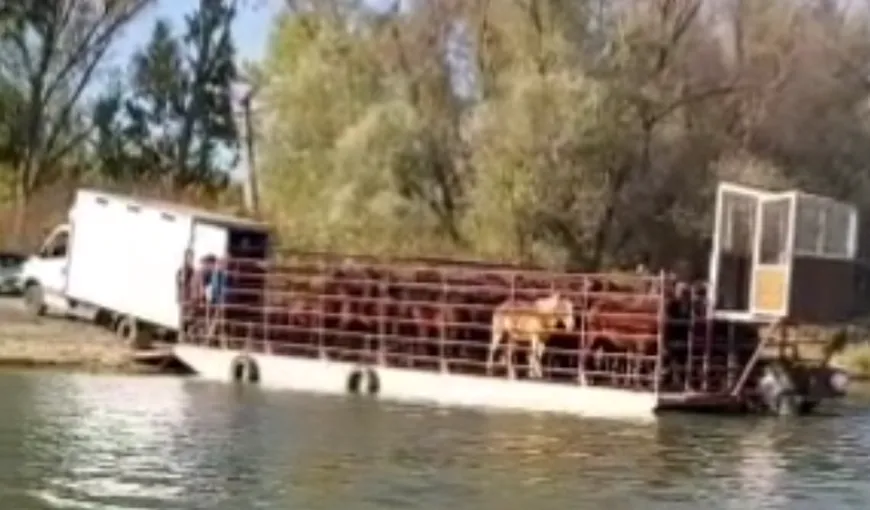 Acuzaţii grave: cai sălbatici din Delta Dunării trimişi la abatoare de Sărbători! Animalele ar ajunge pe masa de Crăciun cu acceptul autorităţilor VIDEO