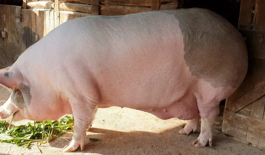 Cum arată Jardel, cel mai mare porc din România. Cât mănâncă pe zi „uzina” de caltaboşi de Crăciun FOTO şi VIDEO