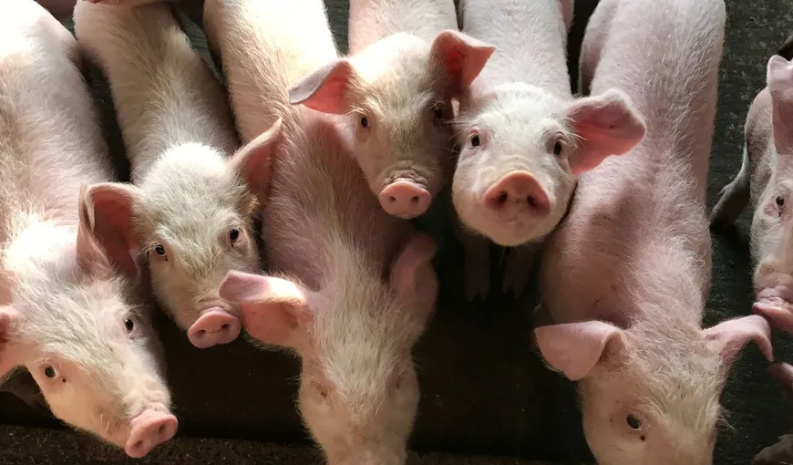 Noi reguli pentru micii crescători de porci. Țăranii au voie să dețină maxim 15 porcine