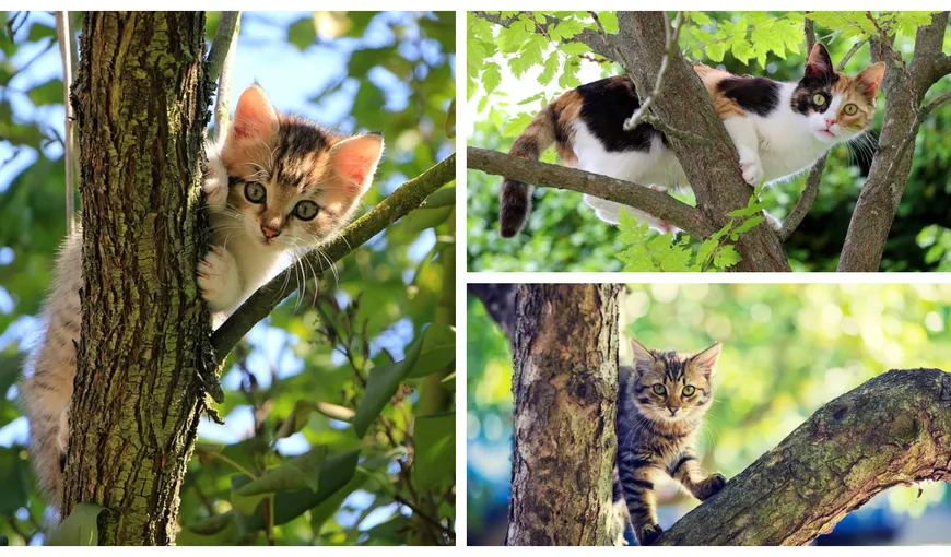 Adevăratul motiv pentru care pisicile se urcă în copaci. Nu te-ai fi gândit la asta!