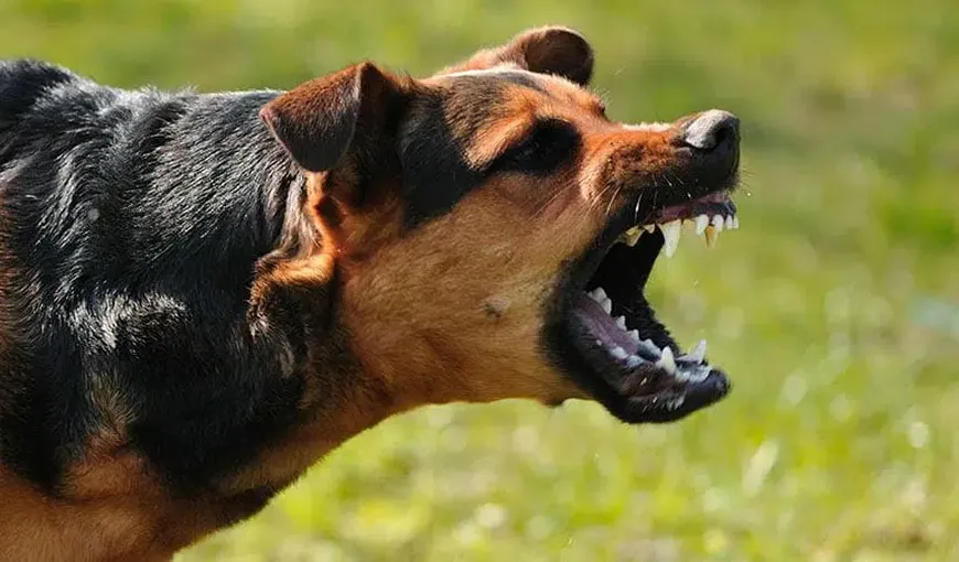 Cum să te ferești de câinii agresivi în cazul în care ești atacat! Sfaturi importante pentru cei care aleargă