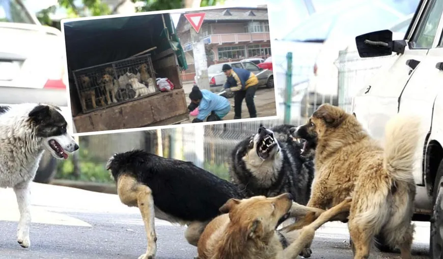 ASPA a luat primele măsuri după tragedia de la Lacul Morii! 14 câini au fost capturați într-o zi