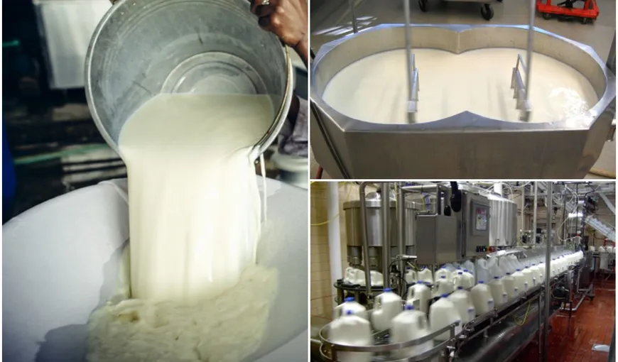 Care este diferența dintre laptele UHT, laptele pasteurizat şi cel integral. Care este cel mai bogat în substanţe nutritive