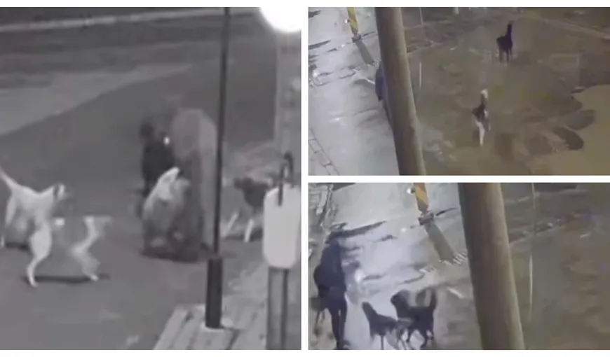 Imaginile disperării! Femei atacate de haitele de câini în Bârlad. Cum au reușit să scape
