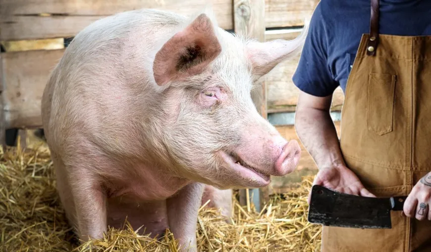 Măcelar ucis de porcul pe care se pregătea să-l sacrifice în abator. Filmul tragediei