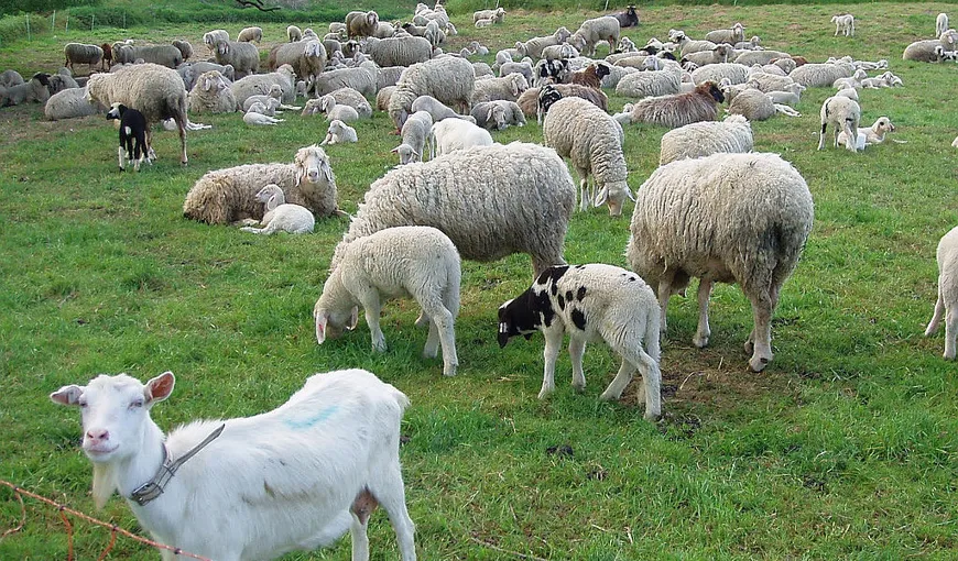 Câți bani pot obține crescătorii de ovine și caprine. Ministerul Agriculturii a anunțat cuantumul ajutoarelor pentru fermieri